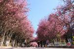 楚雄师范学院——樱花烂漫